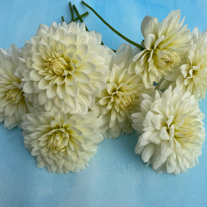 Bright yellow Tapioca Dahlia flower tuber from Hudson Valley Seed Co. with vibrant petals and lush green foliage.