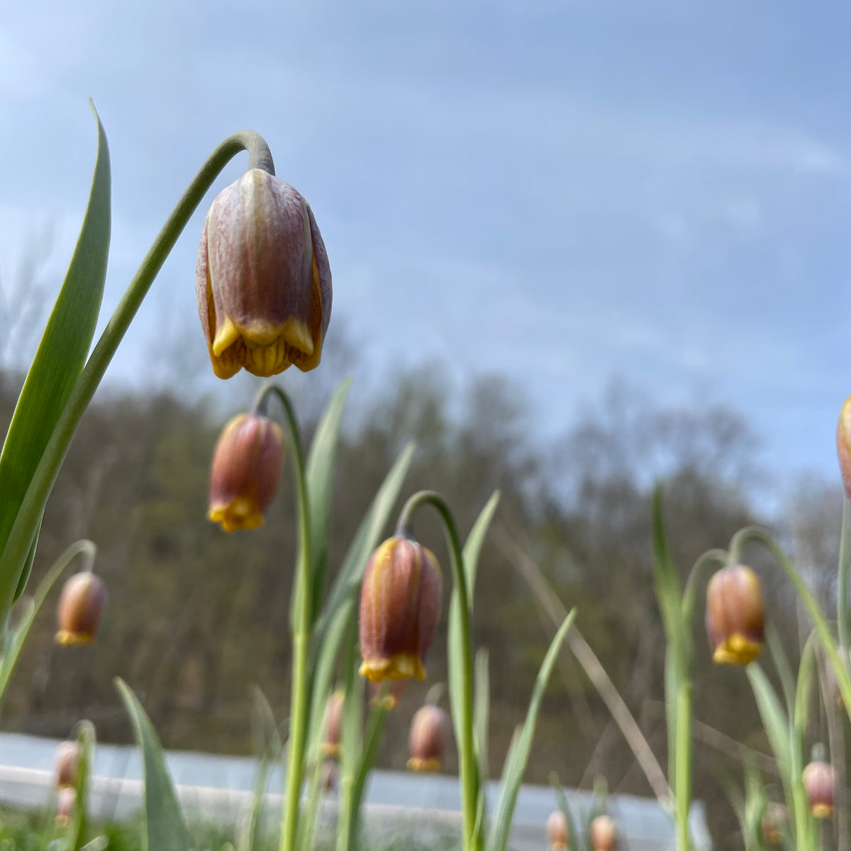 Close-up of Fritillaria uva-vulpis flowers with bell-shaped blossoms in shades of purple and green, from Hudson Valley Seed Co.