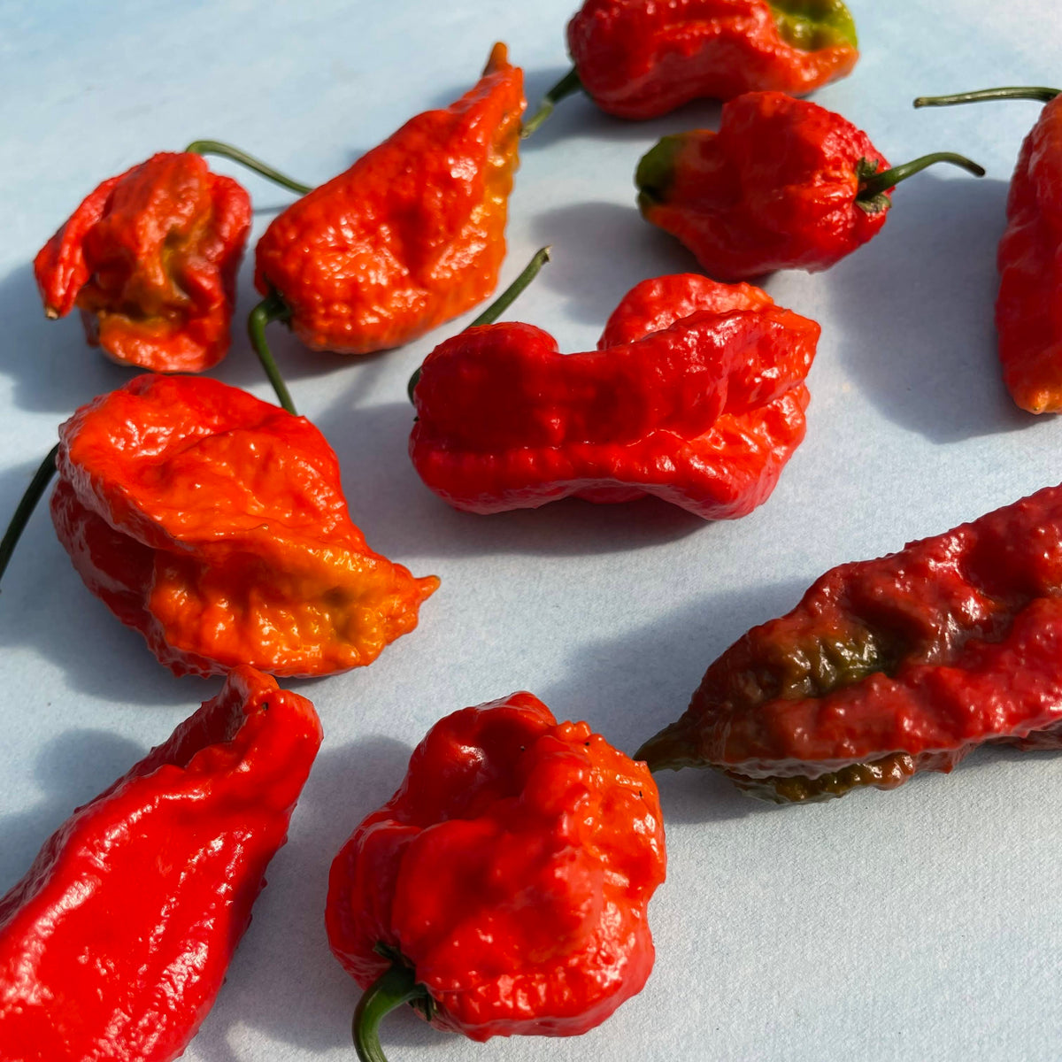 Fresh ghost peppers, vibrant red chili vegetables, shown in a close-up image, highlighting their spicy, wrinkled appearance.