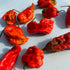 Fresh ghost peppers, vibrant red chili vegetables, shown in a close-up image, highlighting their spicy, wrinkled appearance.
