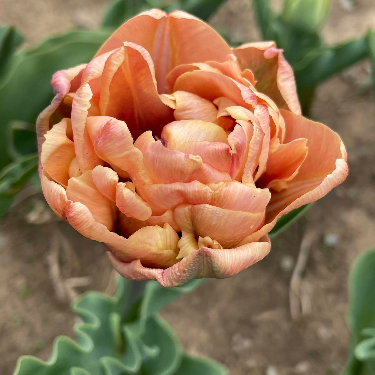 Close-up of vibrant Tulip &