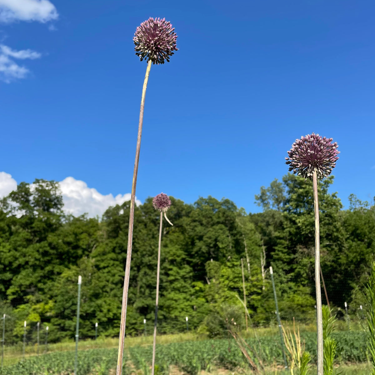 Bright Allium &