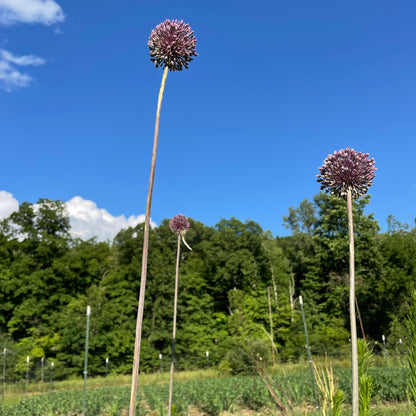 Bright Allium &