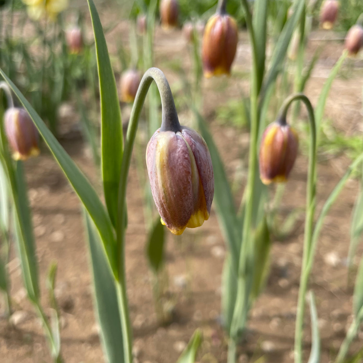 Fritillaria uva-vulpis flowers with bell-shaped, checkered purple and green petals, from Hudson Valley Seed Co.