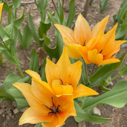 Bright yellow tulip flowers of species Tulip praestans &