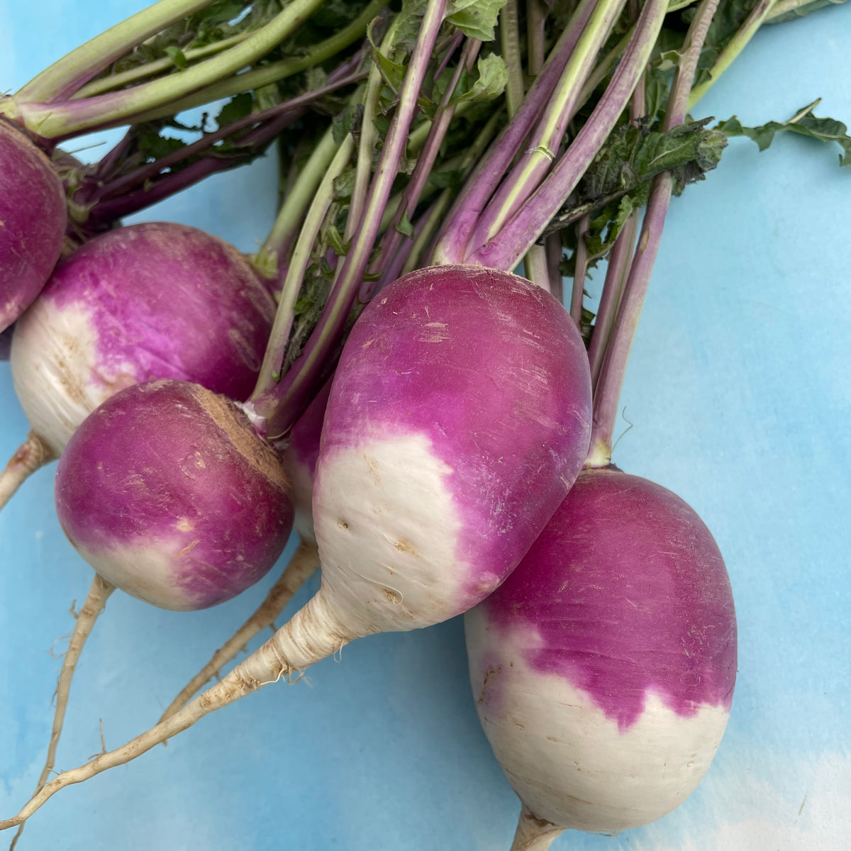 Fresh purple top white globe turnip from Hudson Valley Seed Co. with leafy green tops and smooth white root in a garden setting
