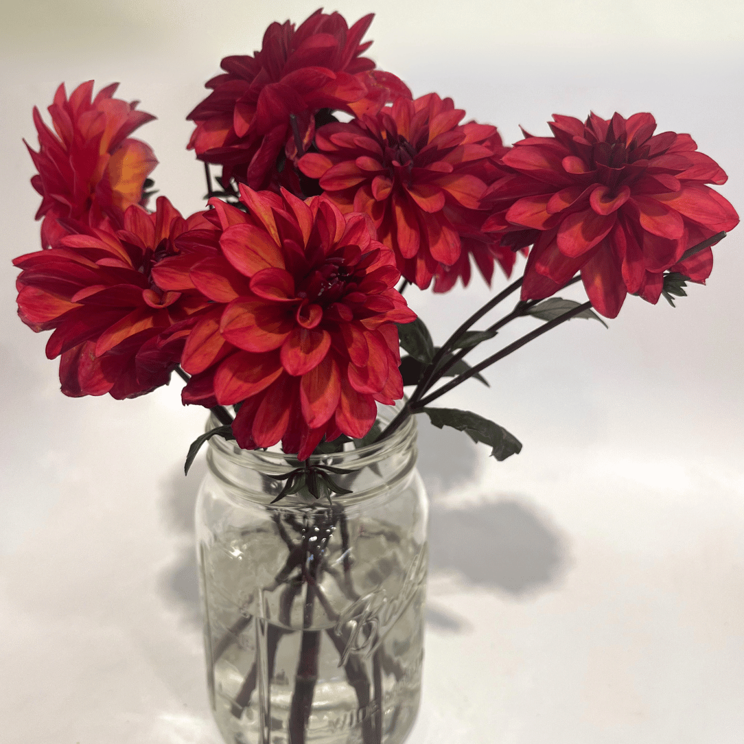 Fresh Groovy Dahlia flower tuber from Hudson Valley Seed Co. with vibrant petals and healthy foliage in the image.