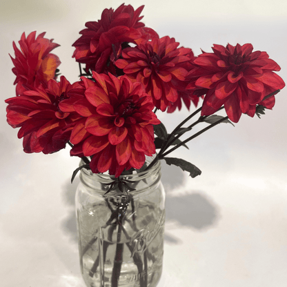 Fresh Groovy Dahlia flower tuber from Hudson Valley Seed Co. with vibrant petals and healthy foliage in the image.