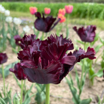 Close-up of vibrant black parrot tulip flowers with ruffled petals, showcasing the unique dark and colorful blooms from Hudson Valley Seed Co.