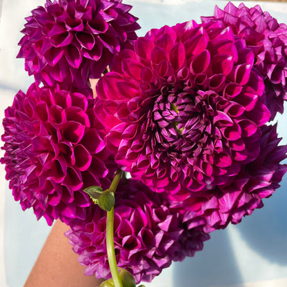 Dahlia tuber flower from Hudson Valley Seed Co., showing a large, vibrant bloom with layered petals on a garden plant.