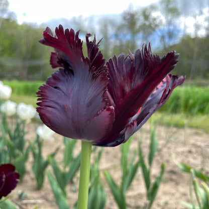 Colorful Tulip &