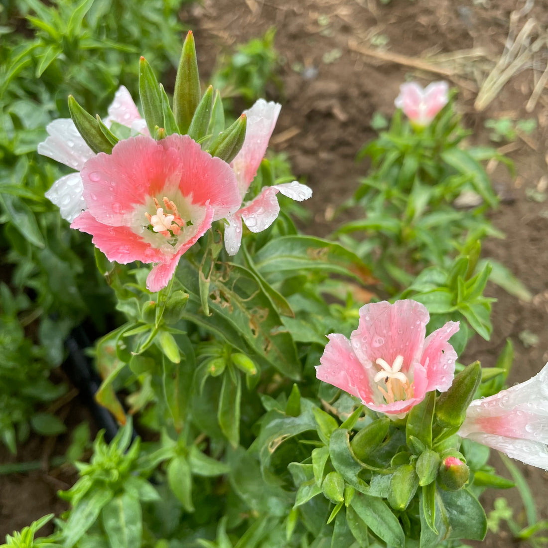 Salmon Queen Godetia flower from Hudson Valley Seed Co. showing vibrant, ruffled petals in a close-up image.
