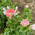 Salmon Queen Godetia flower from Hudson Valley Seed Co. showing vibrant, ruffled petals in a close-up image.