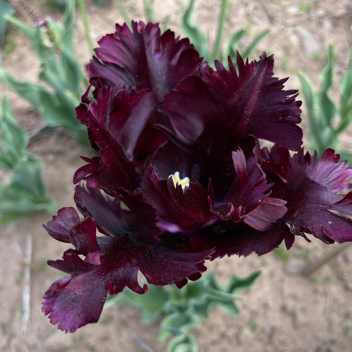 Close-up of a vibrant Black Parrot tulip flower with ruffled black and red petals, from Hudson Valley Seed Co.