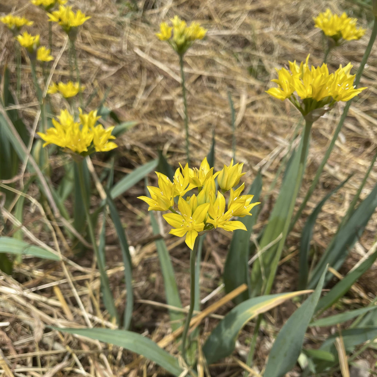 Bright Allium &