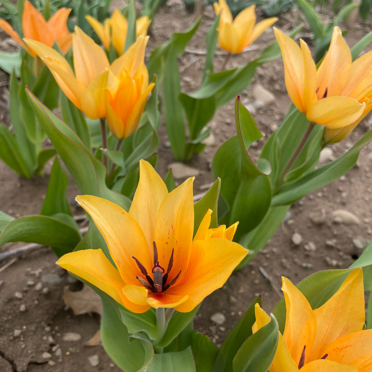 Bright Species Tulip praestans &