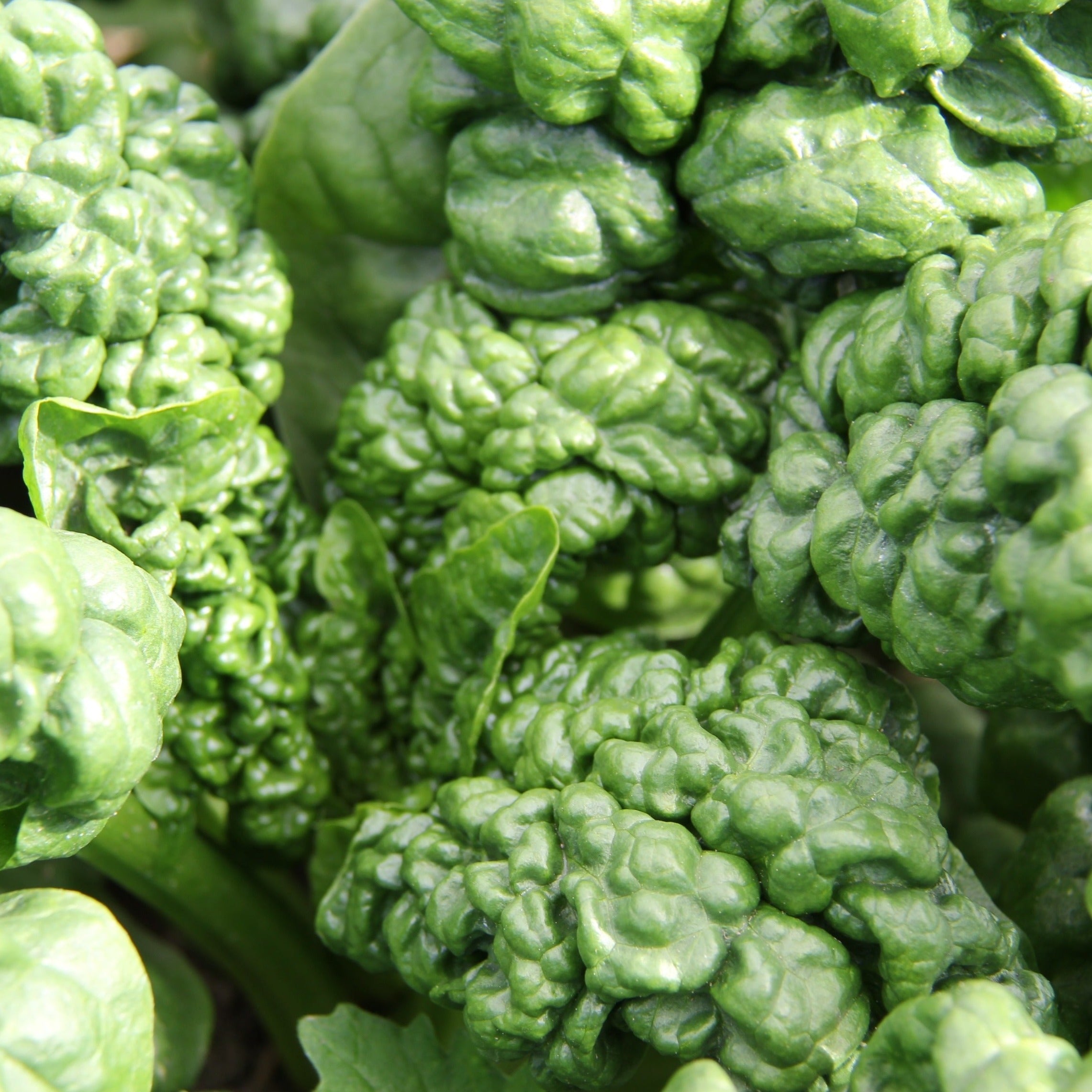 Close-up of fresh, vibrant Bloomsdale spinach leaves from Hudson Valley Seed Co., showcasing their lush green and curly texture.