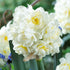 White Paperwhite Erlicheer flowers with green leaves, showcasing fresh, blooming bulbs for decorative floral arrangements.