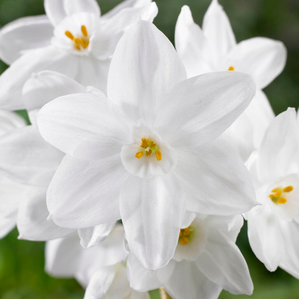 White Paperwhite Ziva flower, elegant bloom with delicate petals, showcasing vibrant white color and lush green leaves.