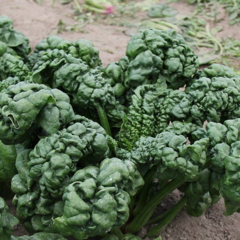 Fresh Bloomsdale spinach plant from Hudson Valley Seed Co., showcasing vibrant green, leafy vegetable with tender, crinkled leaves.