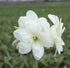 Potted Amaryllis &