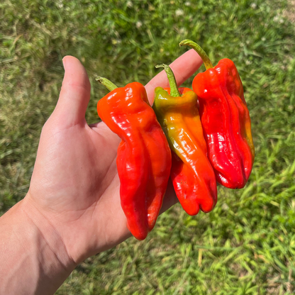 Aleppo Pepper