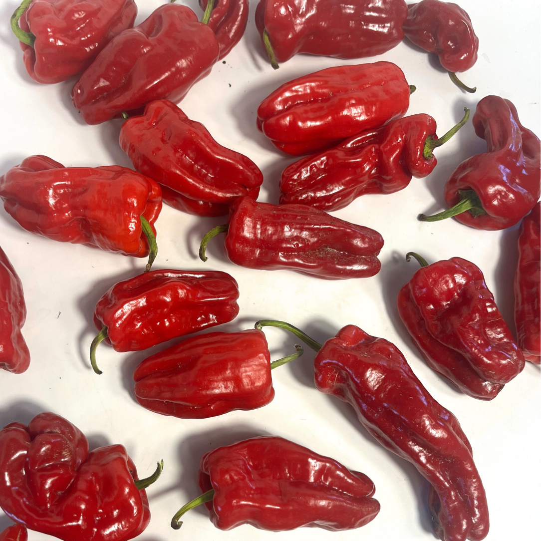 Aleppo Pepper