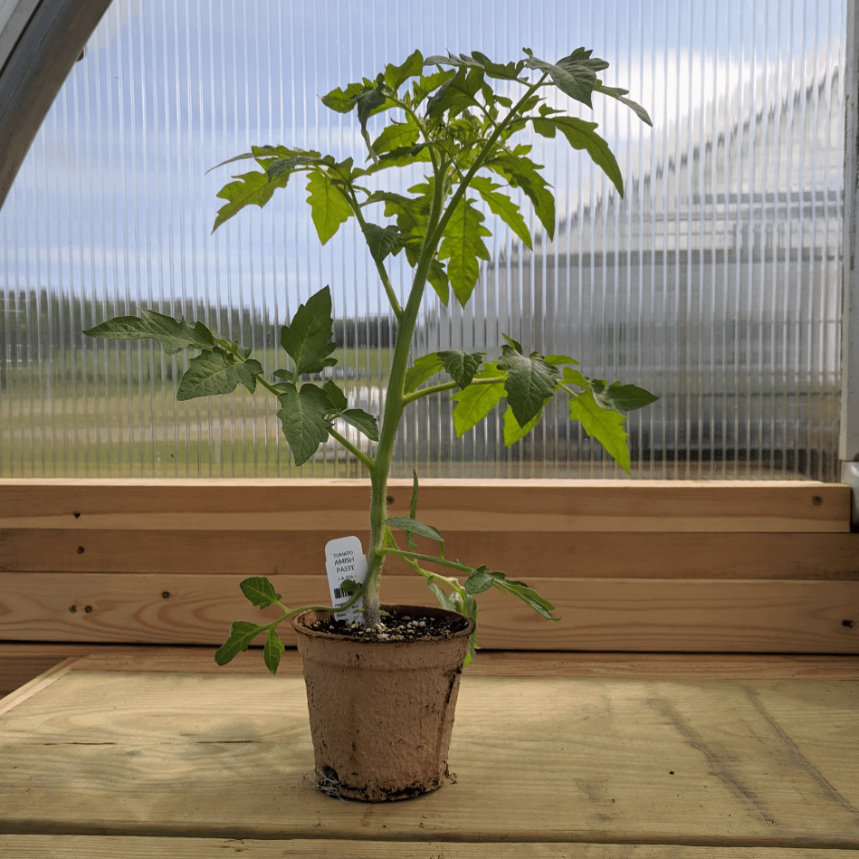 Healthy Amish Paste tomato seedling from Hudson Valley Seed Co., with vibrant green leaves and sturdy stem.