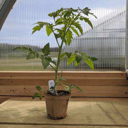 Healthy Amish Paste tomato seedling from Hudson Valley Seed Co., with vibrant green leaves and sturdy stem.