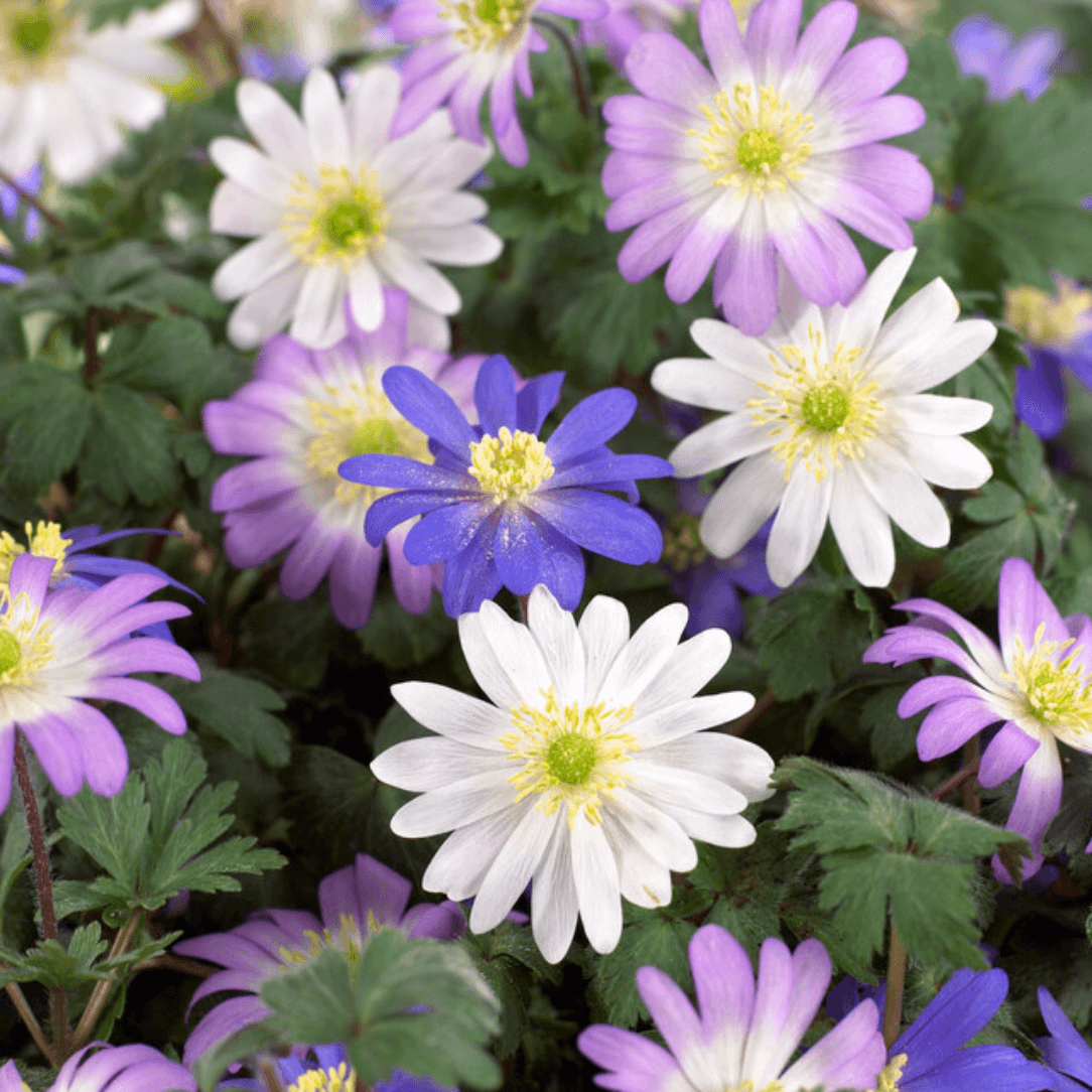 Colorful Anemone blanda &