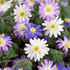 Colorful Anemone blanda &