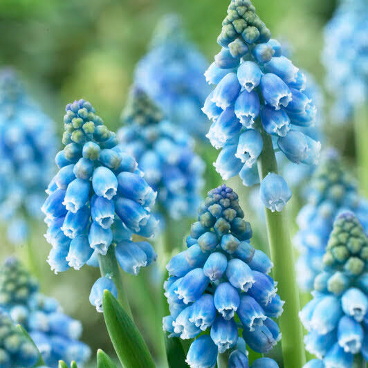 Vivid Muscari &