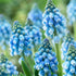 Vivid Muscari &