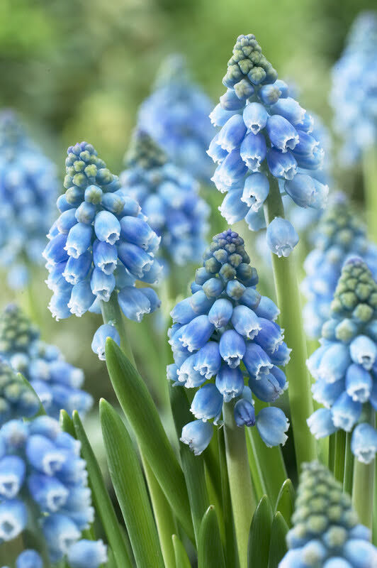 Close-up of Muscari &