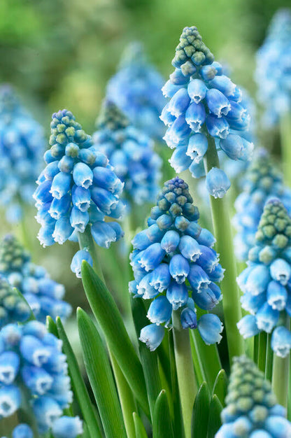 Close-up of Muscari &