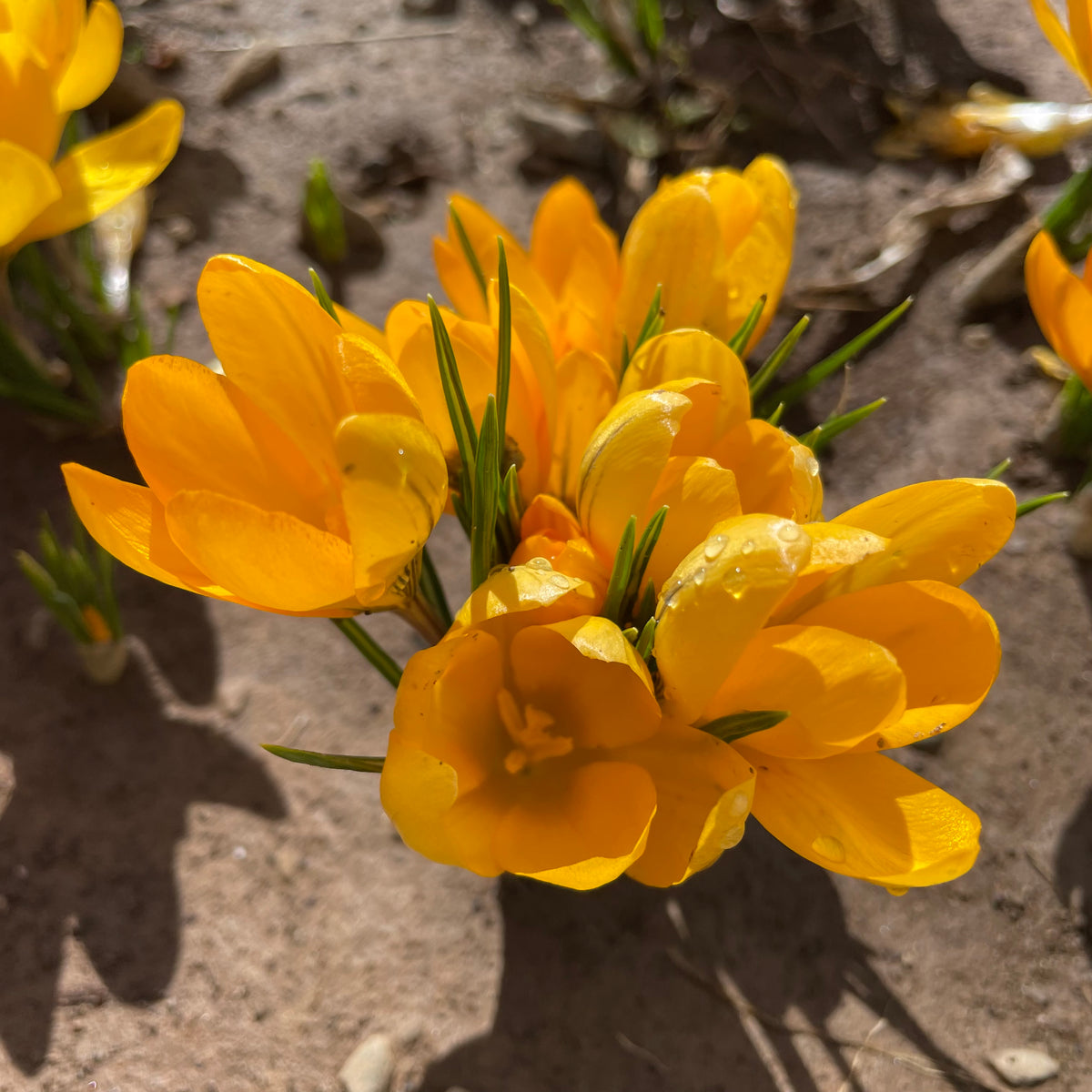 Bright yellow flowering crocus from Hudson Valley Seed Co., showcasing vibrant petals blooming in a garden setting.