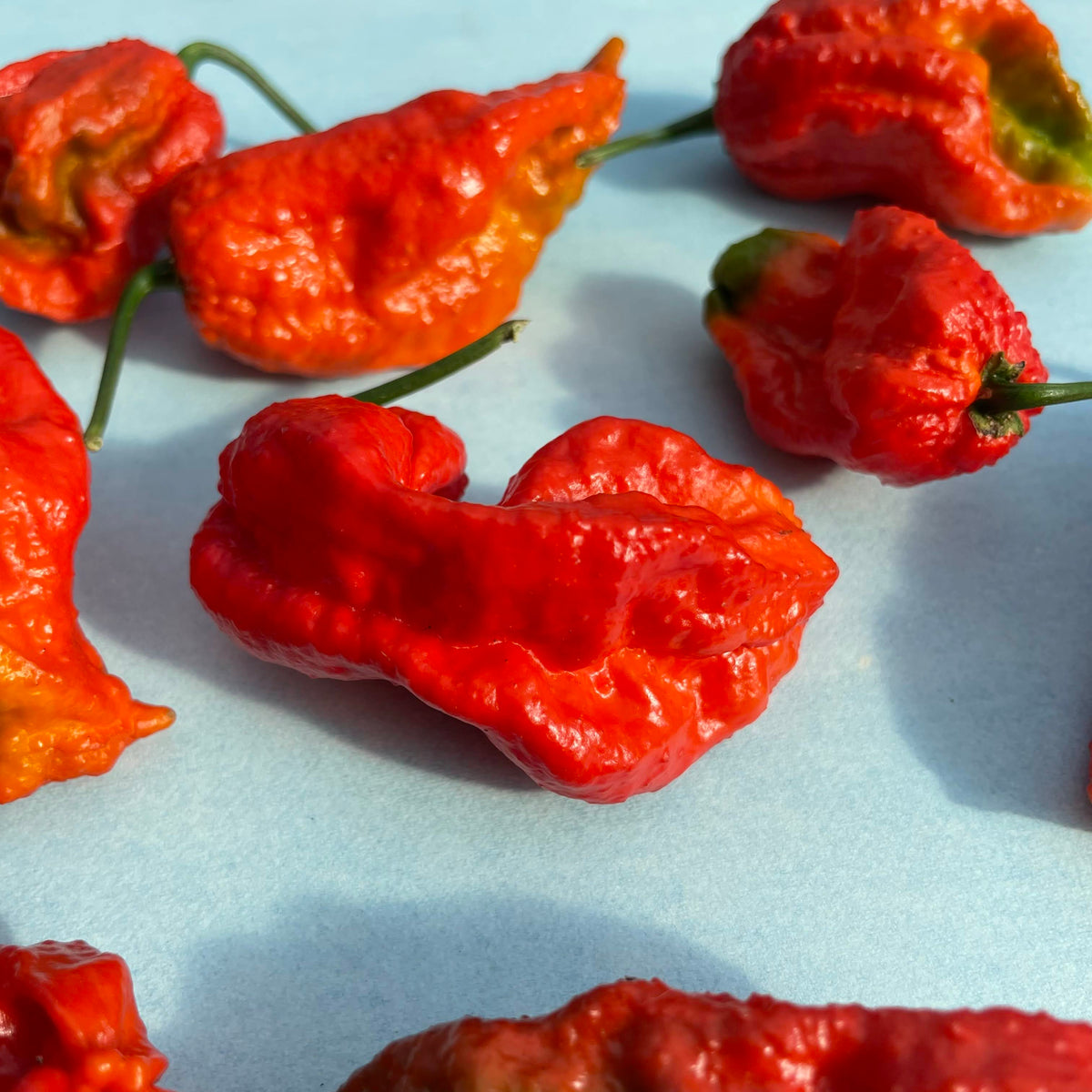 Fresh ghost peppers, bright red hot chili vegetables from vendor-unknown, with glossy skin and green stems.
