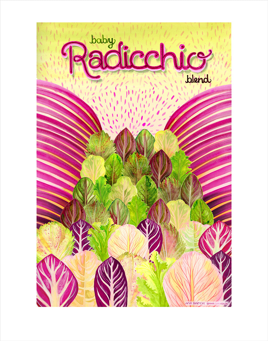 Fine art print of Baby Radicchio Blend from Hudson Valley Seed Co., featuring vibrant baby radicchio vegetables.