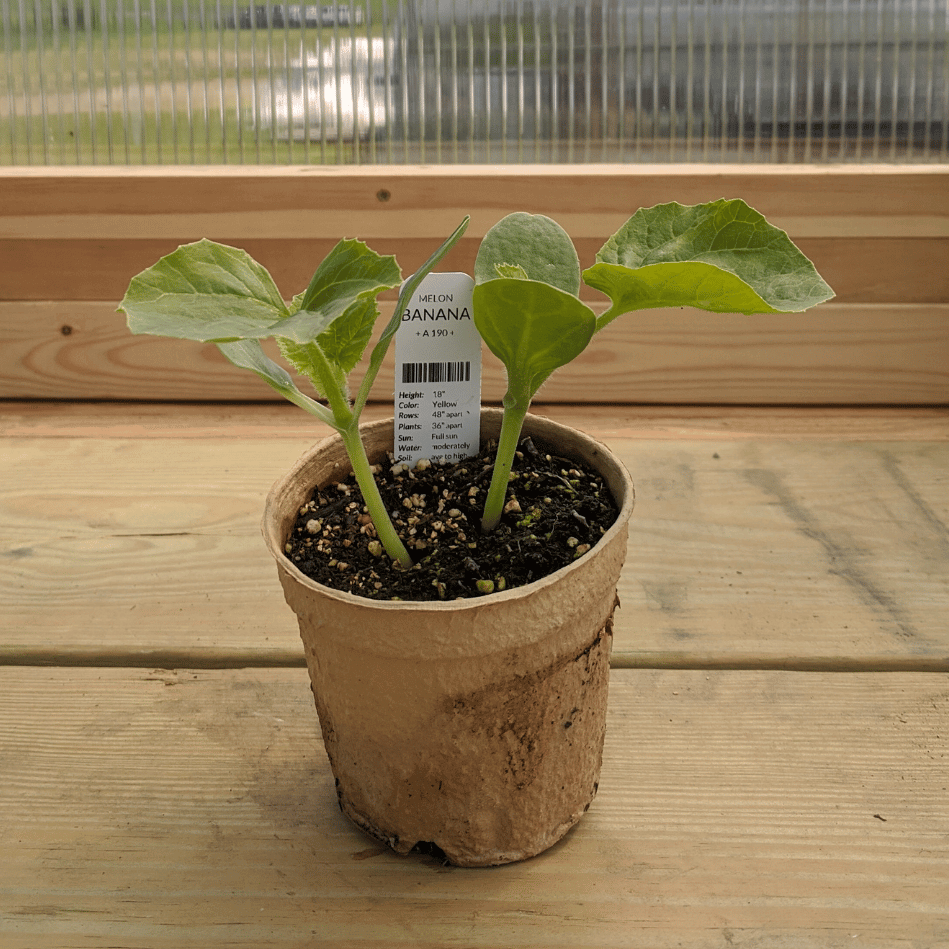 Banana melon seedling from Hudson Valley Seed Co., vibrant young vegetable plant with broad green leaves.