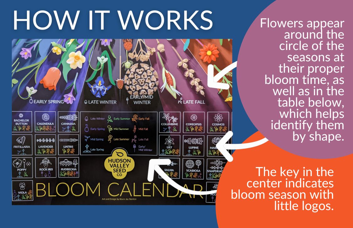Fine art Bloom Calendar poster by Hudson Valley Seed Co. showing bloom guide and planting tips in a colorful, detailed design.