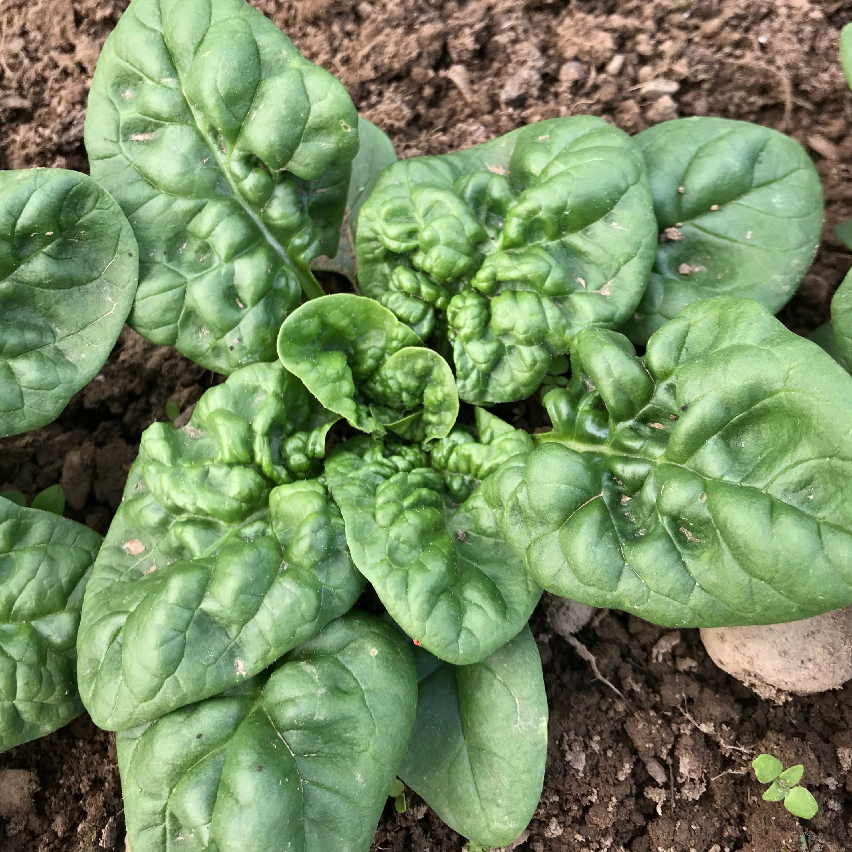 Fresh Bloomsdale Spinach leaves from Hudson Valley Seed Co. vegetables, showcasing lush, dark green, abundant spinach leaves.