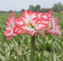 Potted Amaryllis &