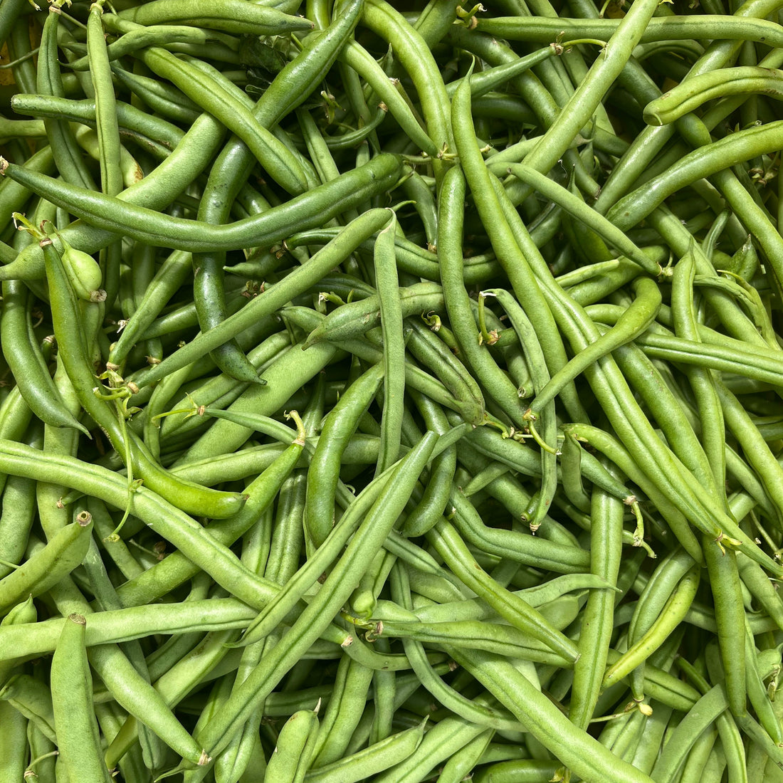 Fresh Blue Lake FM-1K pole beans, vibrant green vegetables on the vine, ready for harvest.