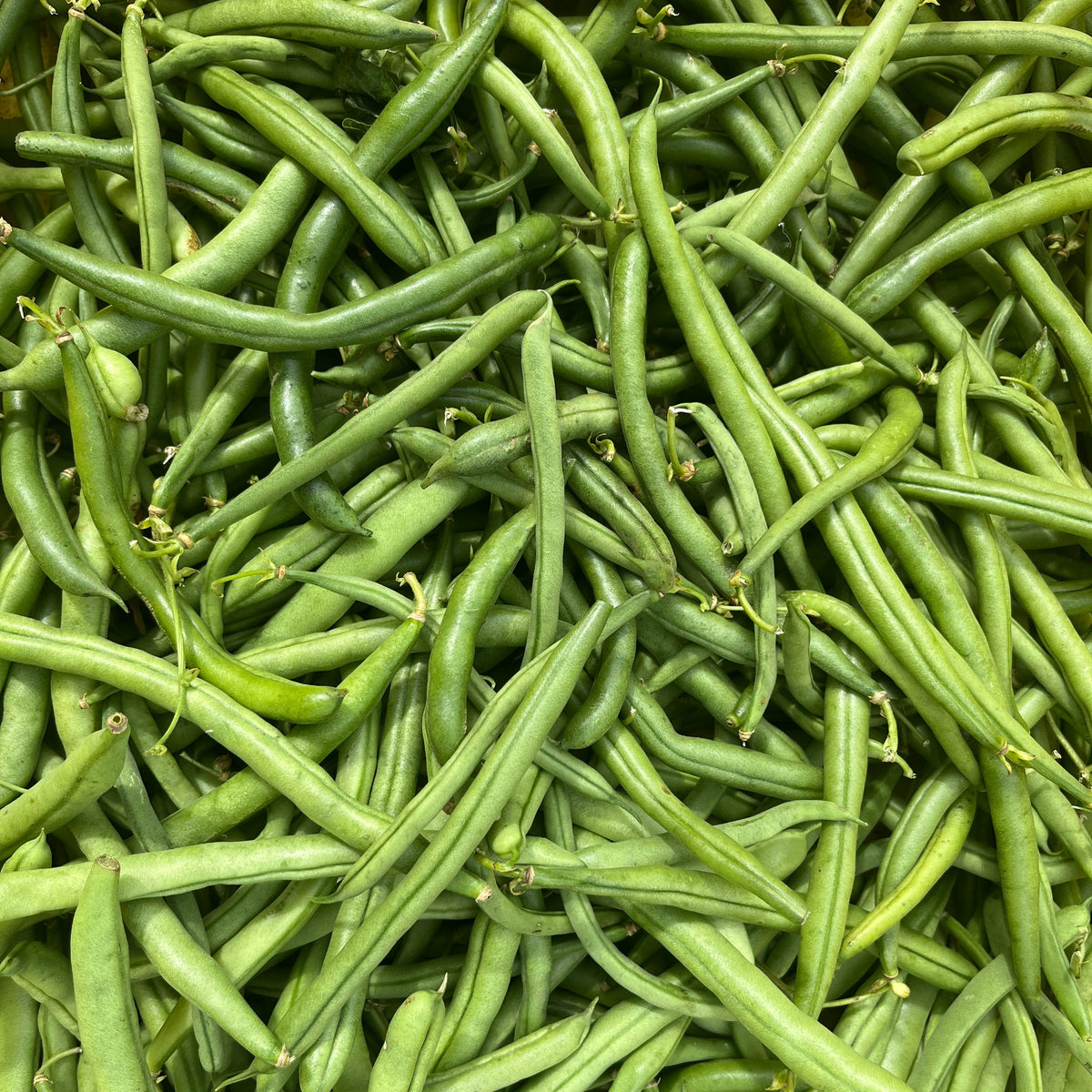 Fresh Blue Lake FM-1K pole beans, vibrant green vegetables on the vine, ready for harvest.