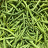 Fresh Blue Lake FM-1K pole beans, vibrant green vegetables on the vine, ready for harvest.