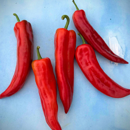 Bridge to Paris Pepper