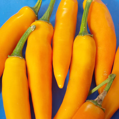 Bulgarian carrot chile pepper vegetable from Hudson Valley Seed Co., vibrant orange and green peppers ready for harvest.