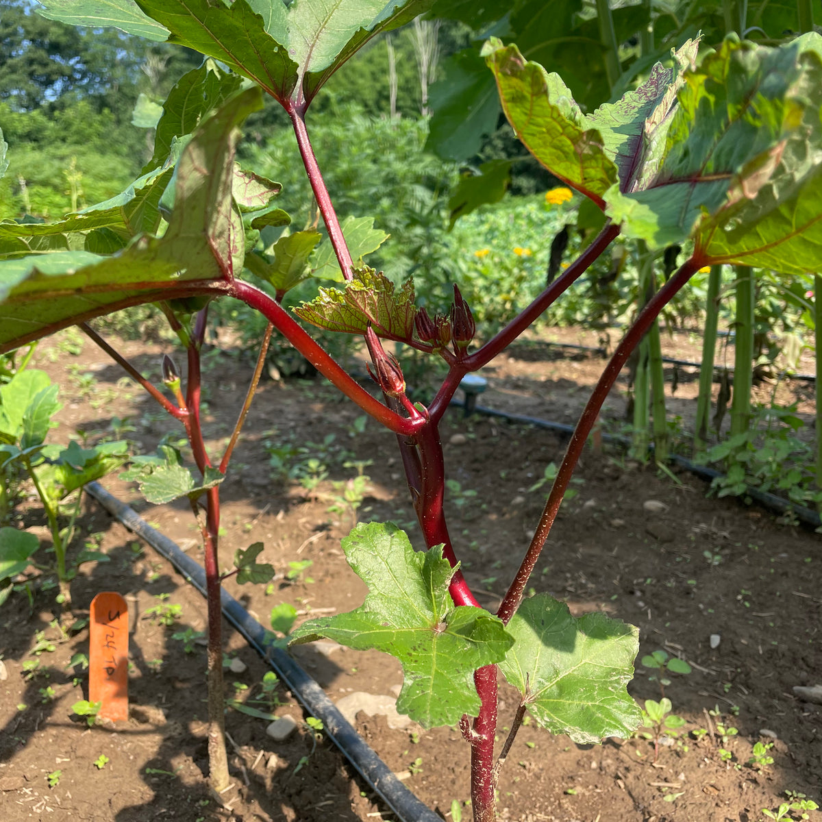 Burgundy okra seedlings from Hudson Valley Seed Co., young vegetable plants with vibrant purple stems and green leaves.