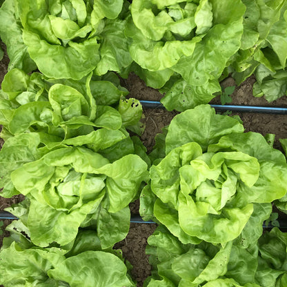 Fresh Buttercrunch Bibb lettuce from Hudson Valley Seed Co., showing crisp, green leaves in a close-up vegetable image.
