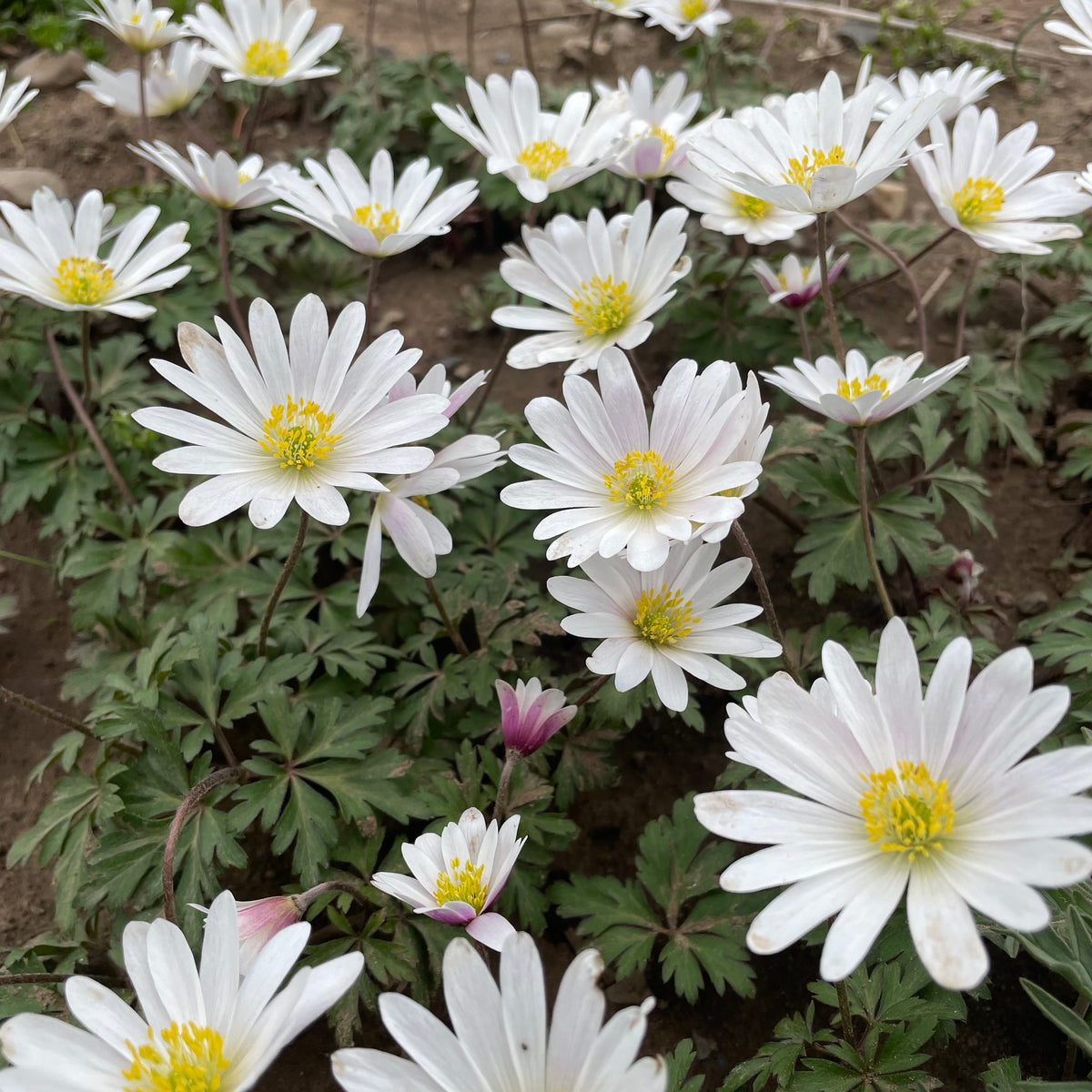 White Anemone blanda flower from Hudson Valley Seed Co., showcasing delicate white petals and vibrant yellow center.